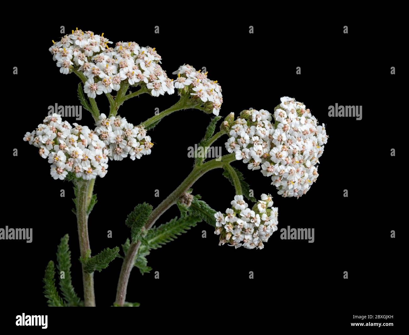 Blütenkopf und federleichtes Laub der britischen Schafgarbe Achillea millefolium Stockfoto