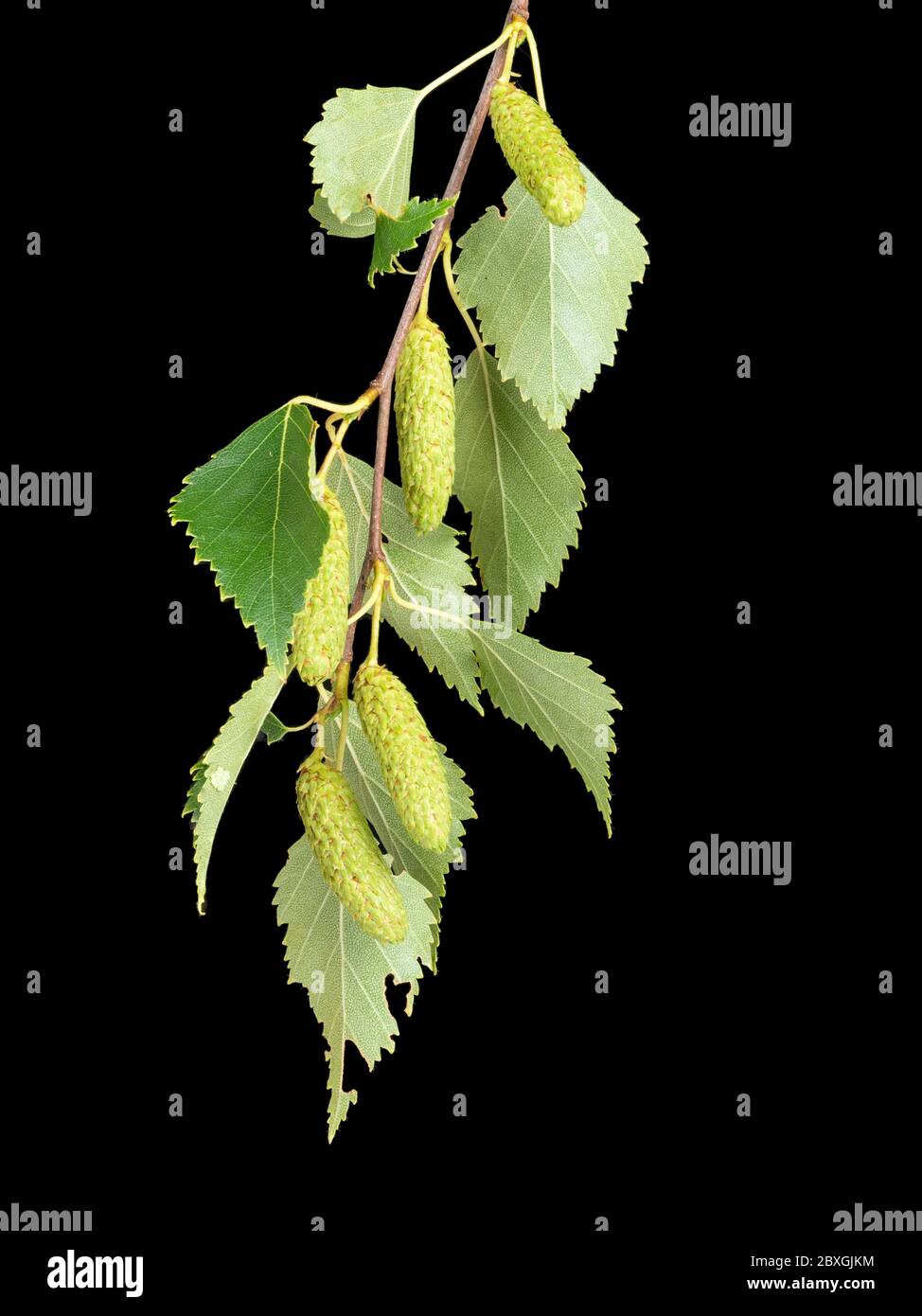 Laub und Kätzchen der britischen einheimischen Silberbirke, Betula pendula auf schwarzem Hintergrund Stockfoto