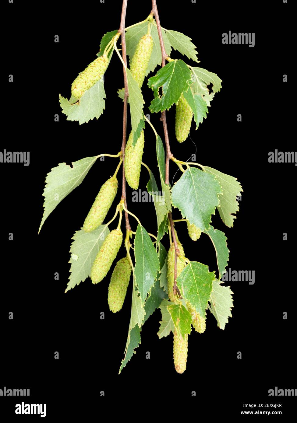 Laub und Kätzchen der britischen einheimischen Silberbirke, Betula pendula auf schwarzem Hintergrund Stockfoto