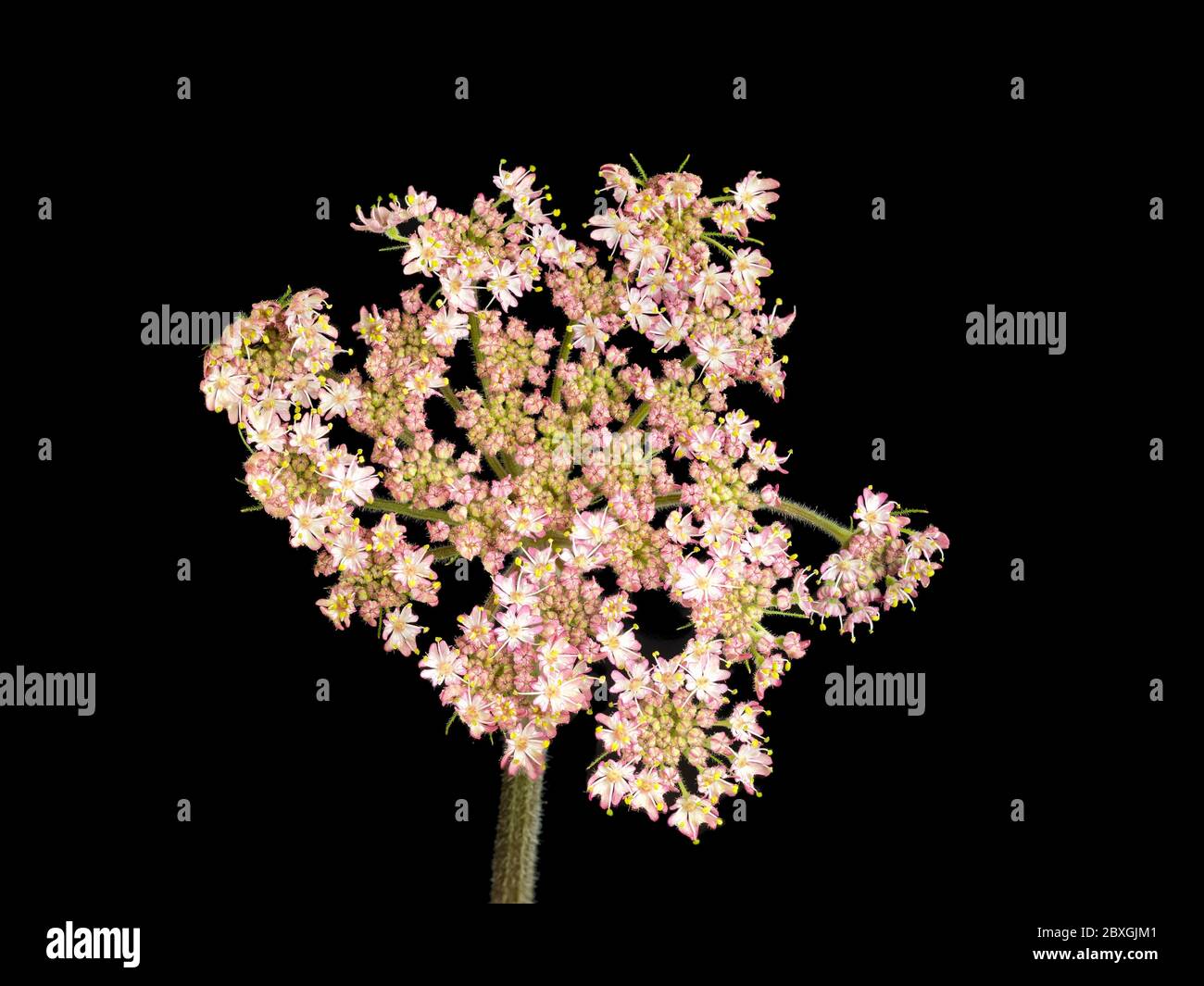 Blütenkopf einer rosa Form der britischen Biennale Wildblume, Heracleum spondylium, auf schwarzem Hintergrund Stockfoto