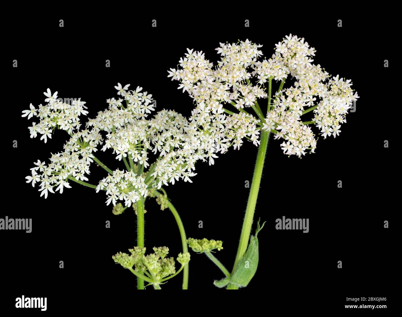 Blütenkopf der weißen Form der britischen Zweijahreswildblume, Heracleum spondylium, auf schwarzem Hintergrund Stockfoto