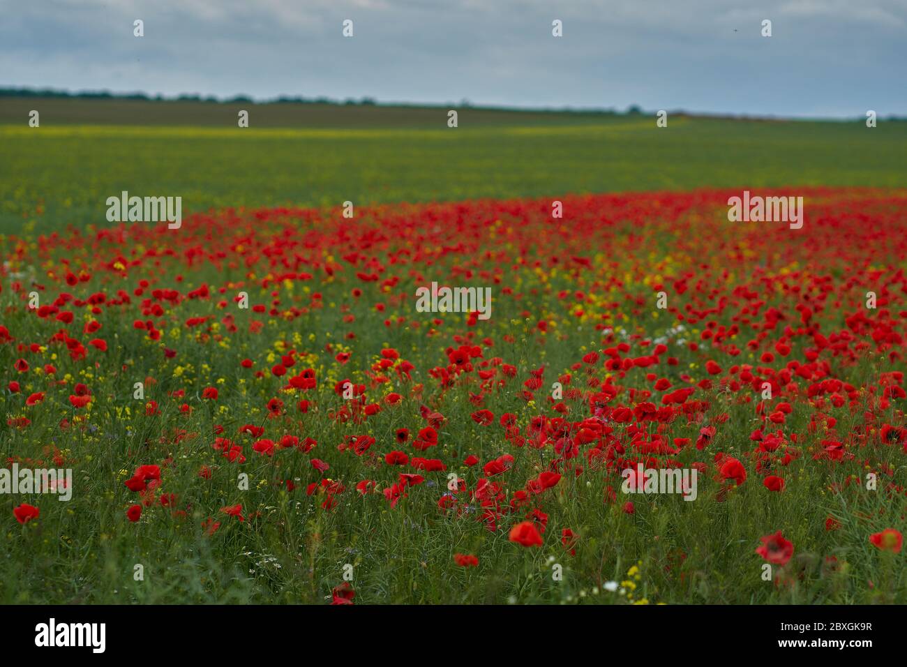 Blühende Mohnblumen Grüne Felder Ackerland im Juni Niederschlesien Polen Stockfoto