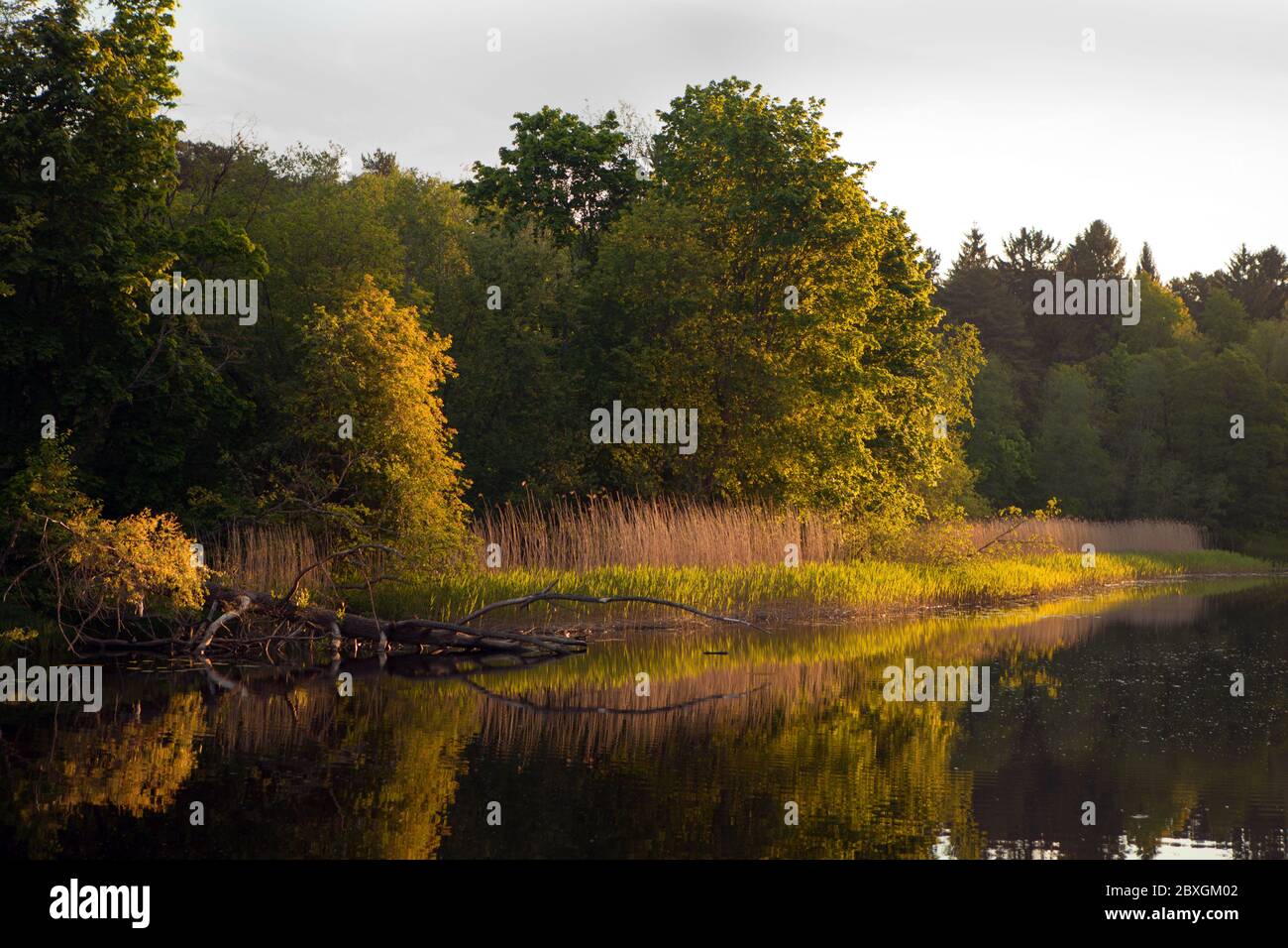 Landschaft mit gefallenen Baum und Gras in der Nähe des Flusses. Estnische Natur auf dem Fluss namens Pirita. Oranger Sonnenuntergang über dem Fluss. Abendzeit. Stockfoto