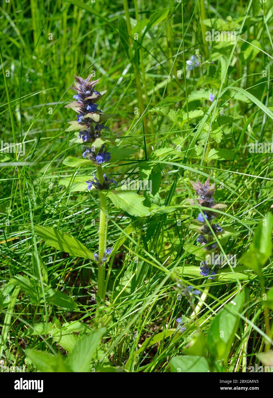 Ajuga reptans oder bugle, blue bugle bugleherb, bugleweed, carpetweed, Teppich bugleweed St. Lawrence Pflanze Stockfoto