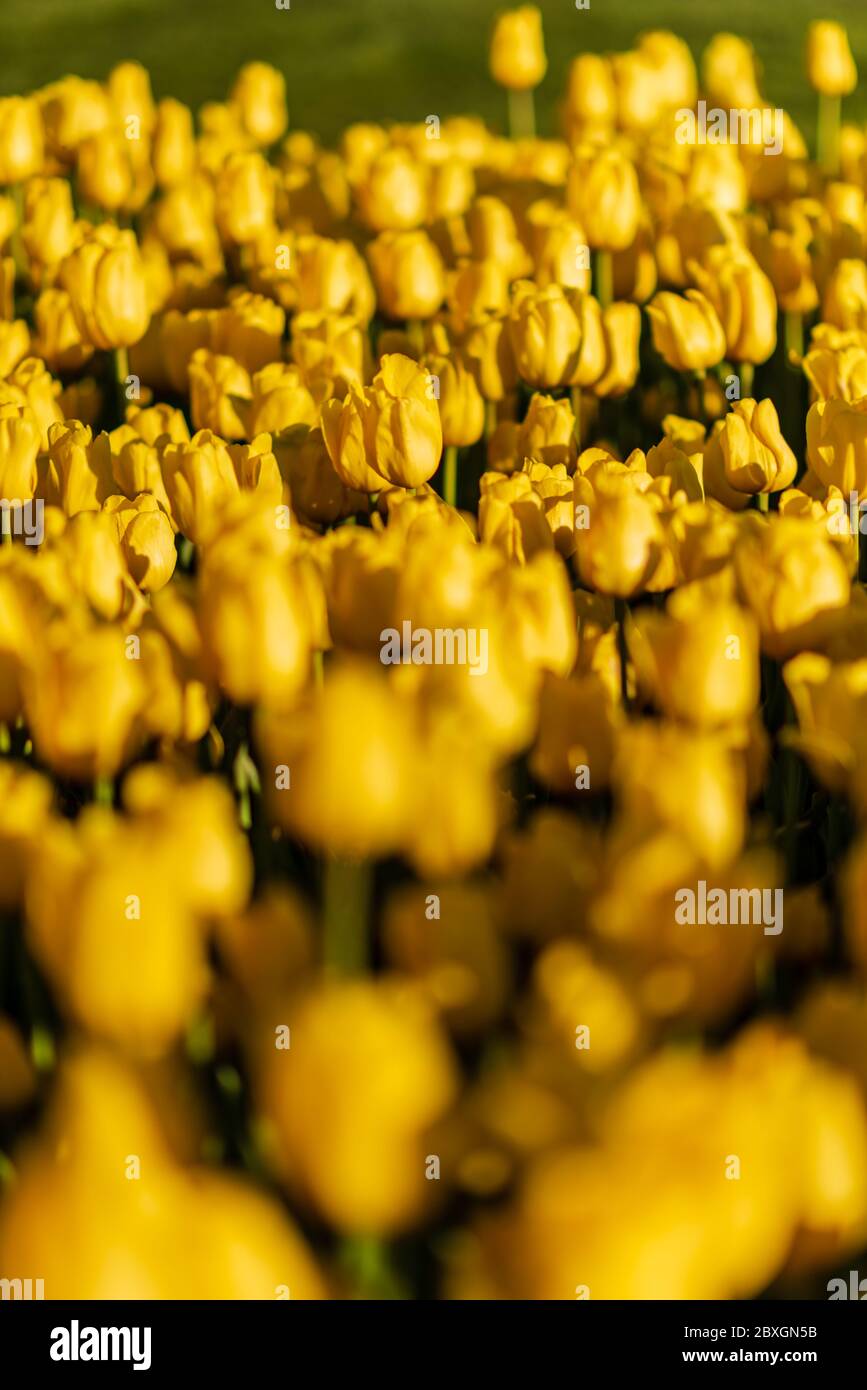 Leuchtend gelbe Tulpenblüten, die länger oder kürzer als einander sind, nahe beieinander, fangen jede warme satra der Sonne ein Stockfoto