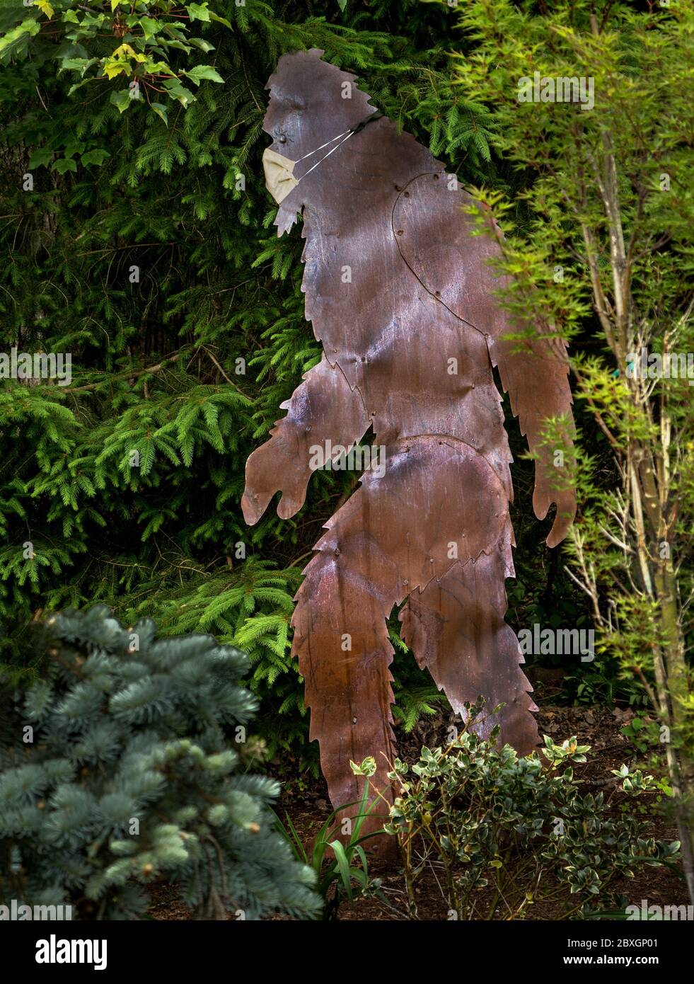 Eine Bigfoot (Sasquatch) Figur trägt eine Maske und fördert die COVID-19 Vorsichtsmaßnahmen. Illustration, wie jeder, einschließlich BIGFOOT, eine Gesichtsmaske tragen muss. Stockfoto