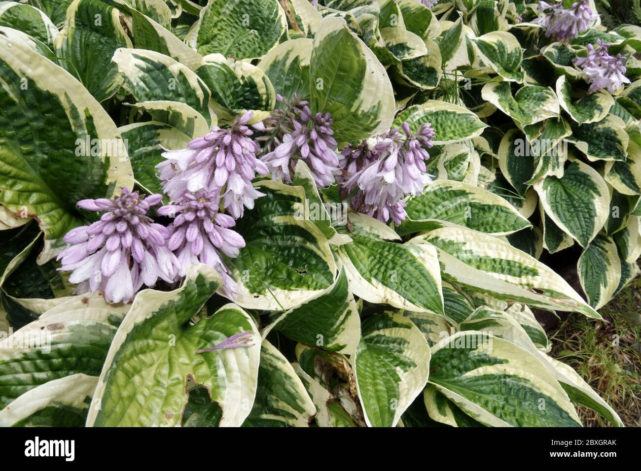 Hosta breiter Krempe Stockfoto
