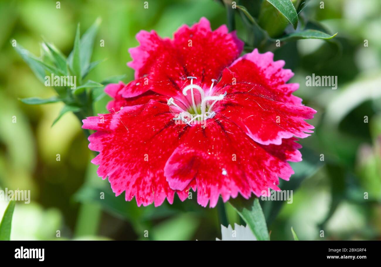 Rote Dianthus Blüten, Chinensis Nelke, süße william Blume im Garten Stockfoto