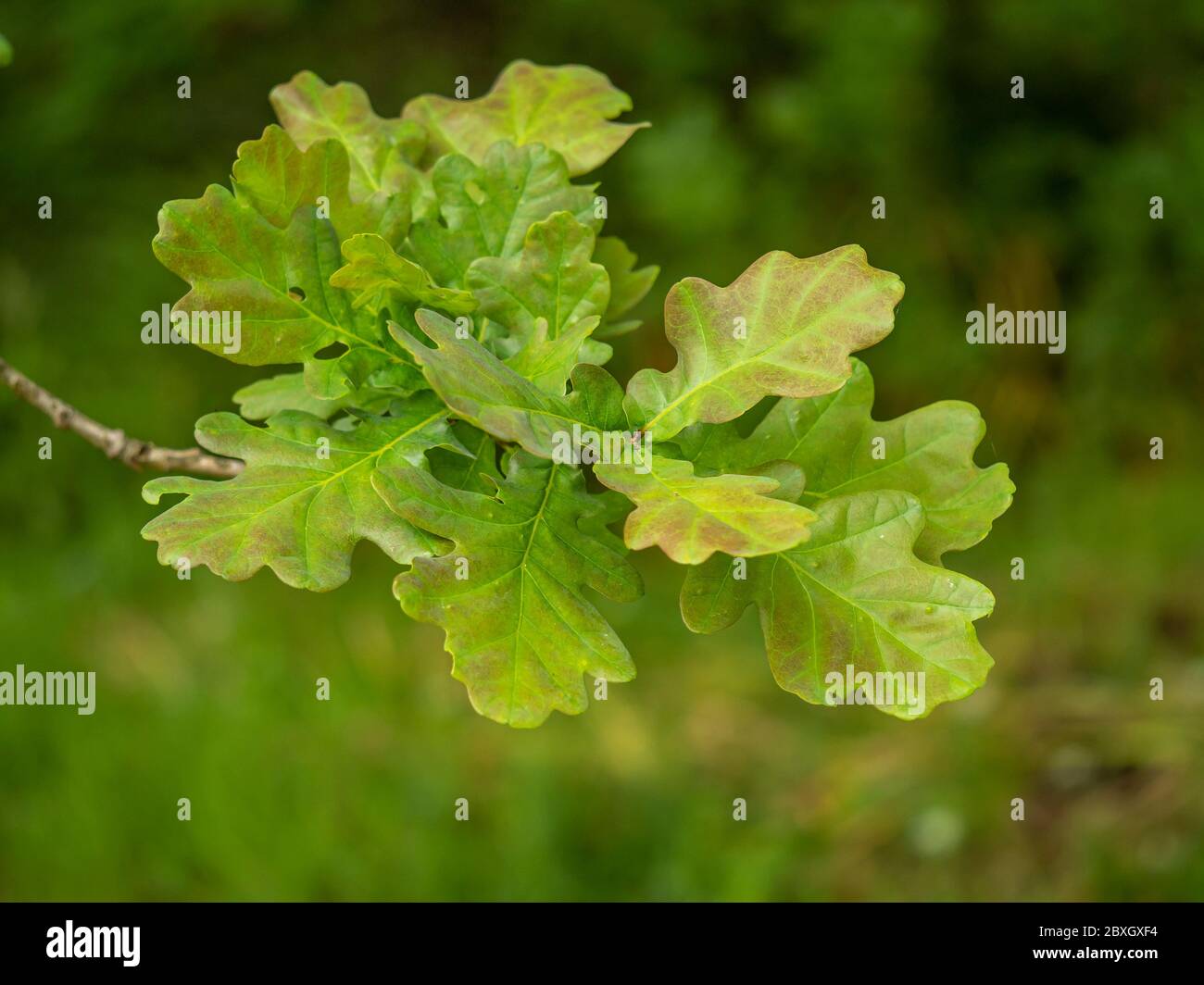 Nahaufnahme von frischen grünen Eichenblättern an einem Baumzweig im Frühsommer Stockfoto