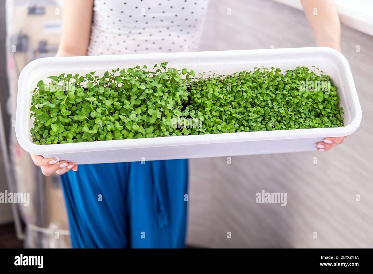 Sprossen Microgreens. Grüne Sämlinge, junge Pflanzen und Cotyledons. Food Foto. Wachsende gesunde Ernährung zu Hause Stockfoto