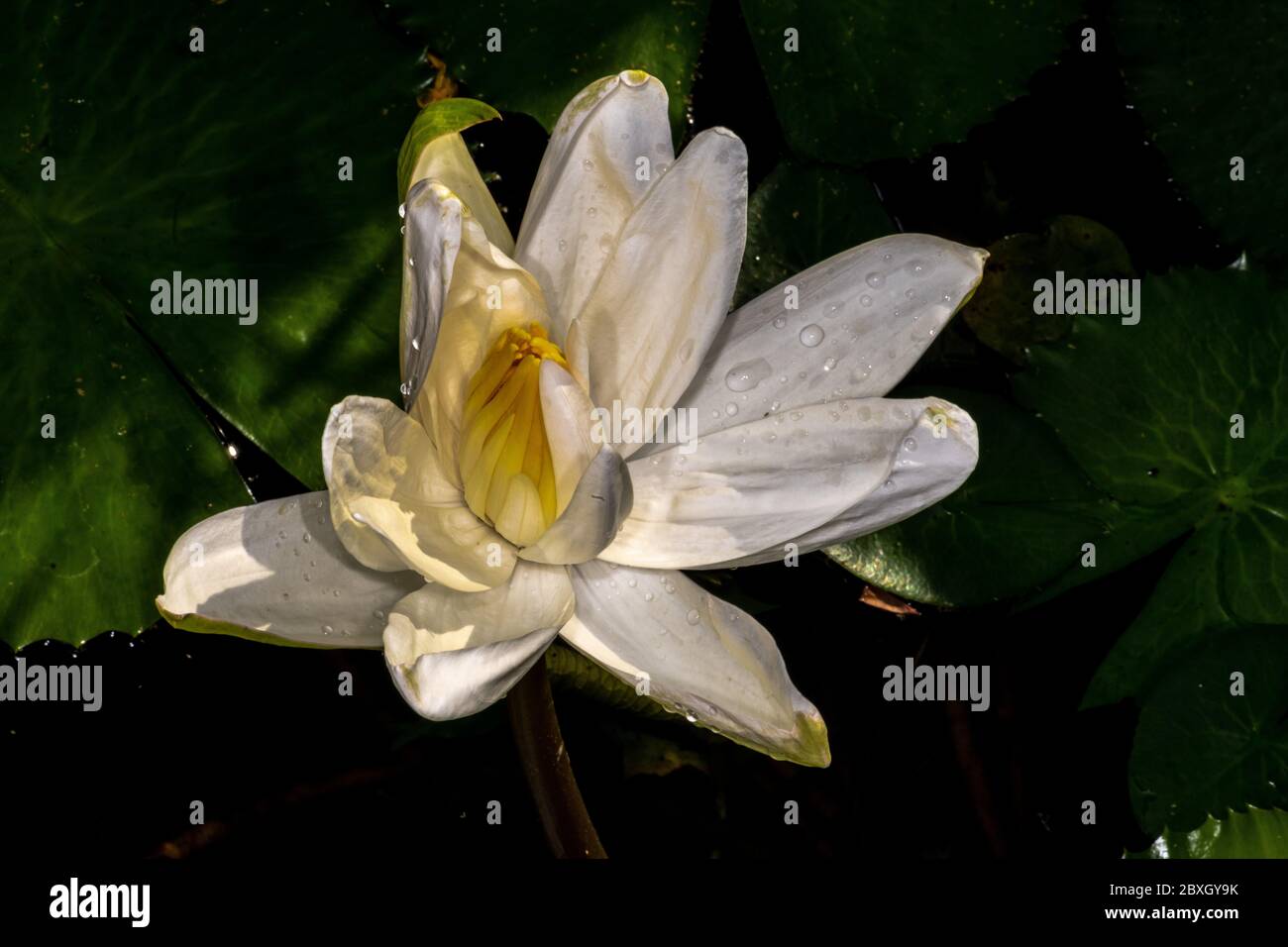 Nymphaea Lotus Stockfoto