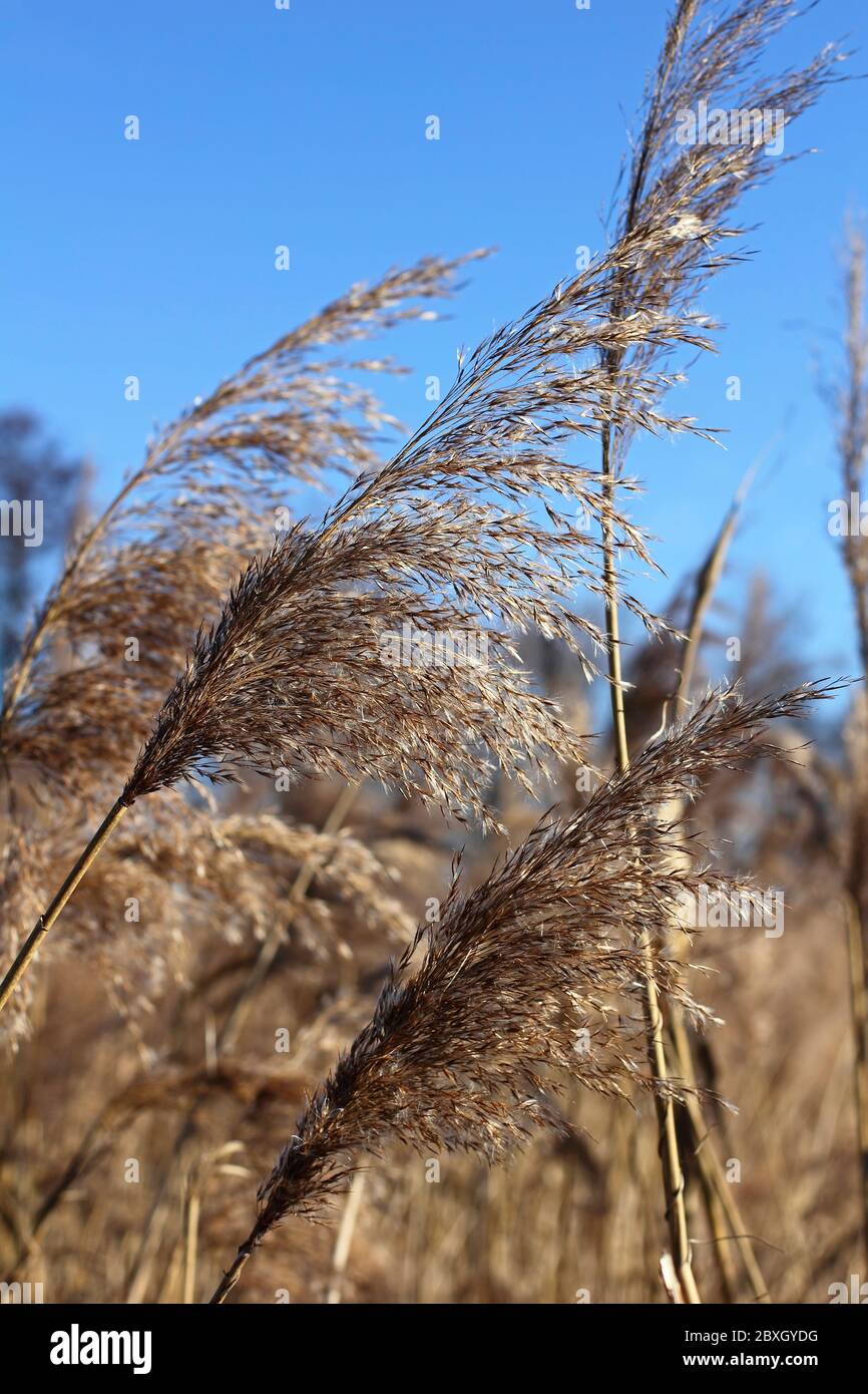 Trockene Rispe von Schilf im Winter, Phragmiten Stockfoto