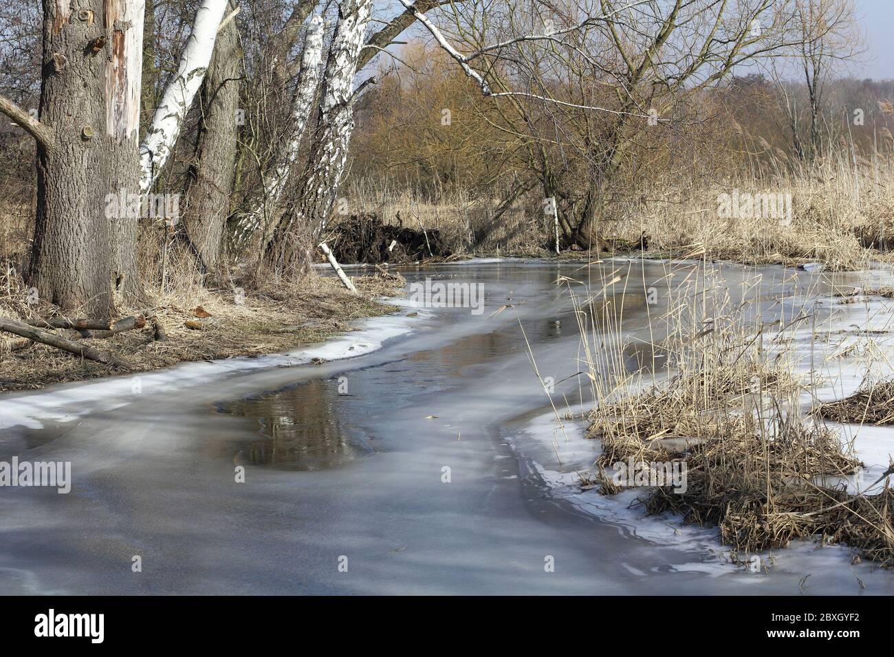 Auenwald am Tegeler Fliess in Berlin im Winter Stockfoto