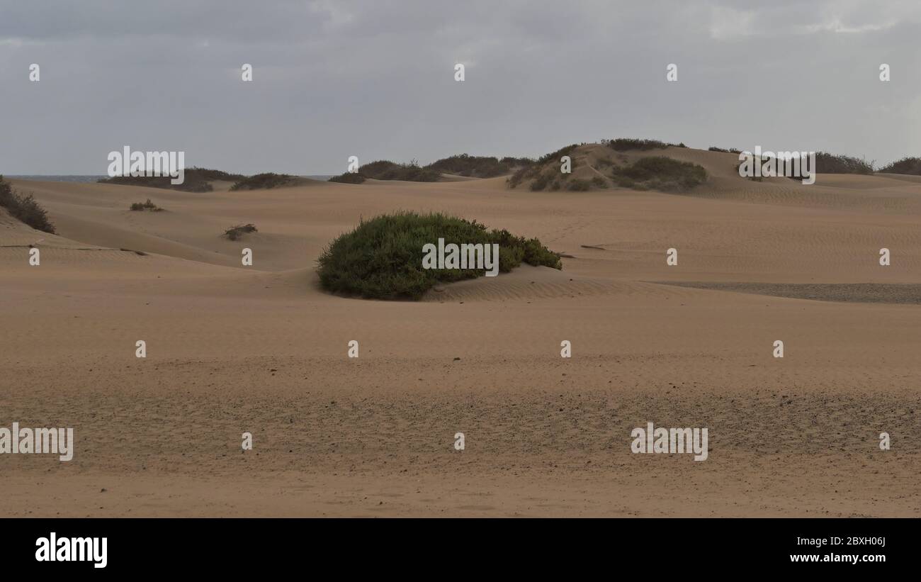 Dunas de Maspalomas - Gran Canaria - Spanien - im Sturm - kleine bewachsene Düne - dunkler Himmel Stockfoto