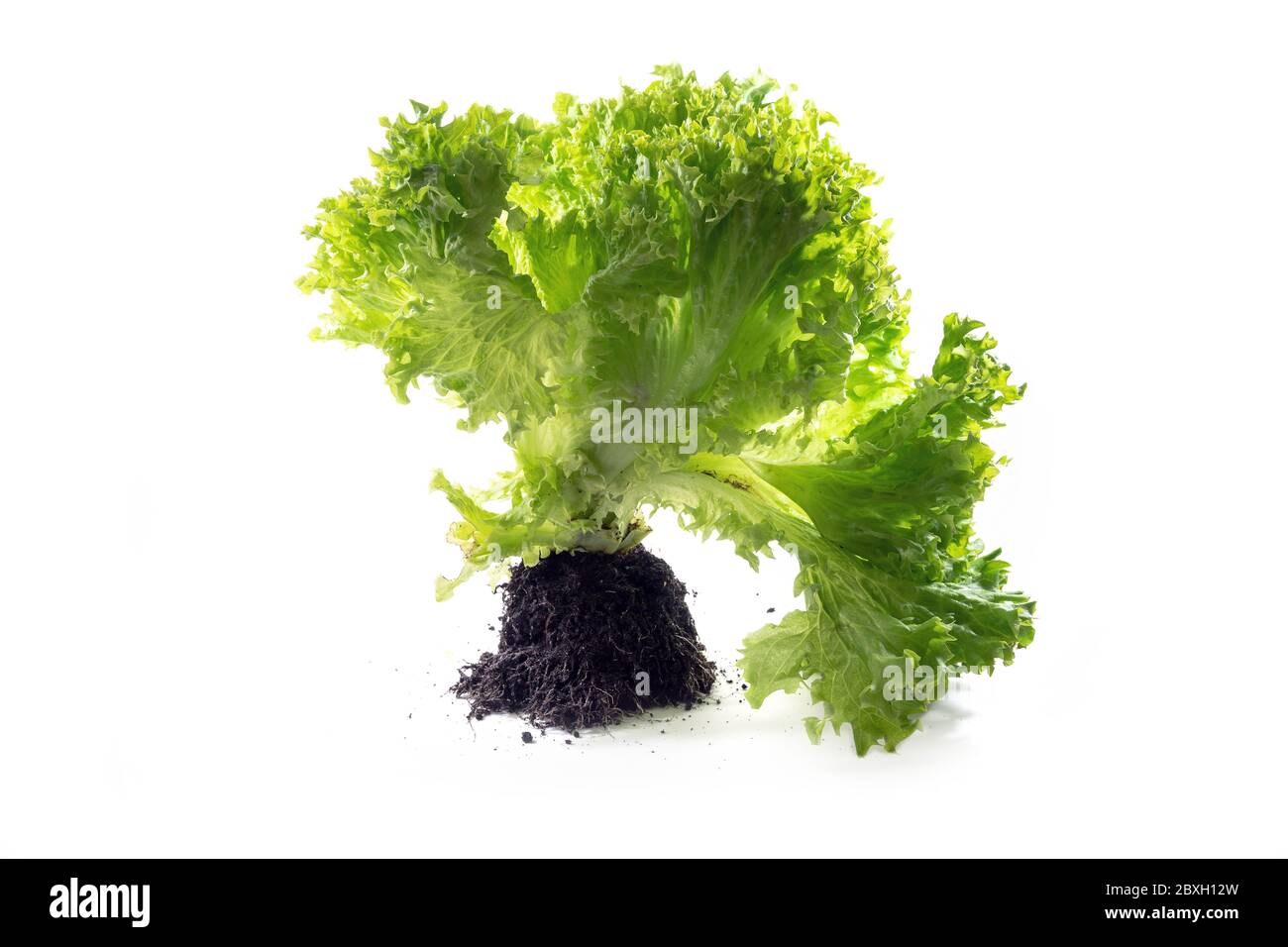Frisch geernteter Lollo Bionda Salat mit Wurzeln isoliert auf weißem Hintergrund, Kopierraum Stockfoto