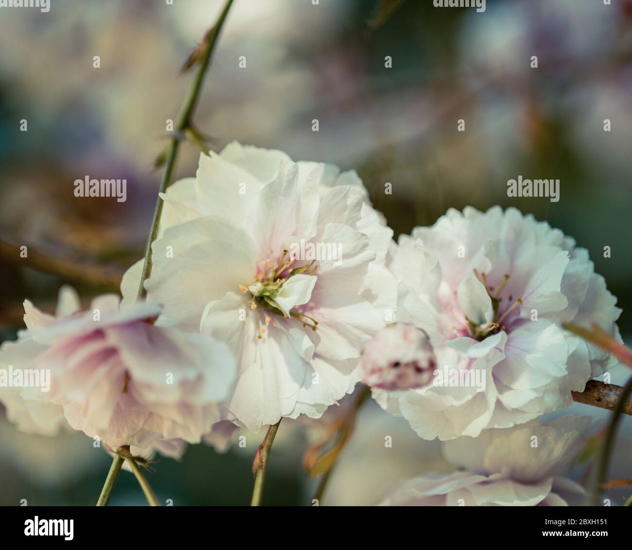 Kirschblüte, Nahaufnahme der Kirschblüte in Blüte, rosa Kirschblüte, blühend kirschrosa, schöne blühende Kirschblüte Stockfoto