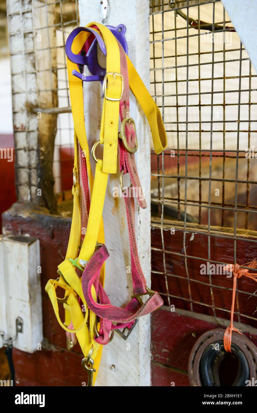 Halterungen und Kopfhalterungen aus Leder und Synthetik hängen ordentlich an Holzstiften, die an der Wand befestigt sind. Die mehrfarbigen Halterungen werden mit Metallschnallen getragen. Stockfoto