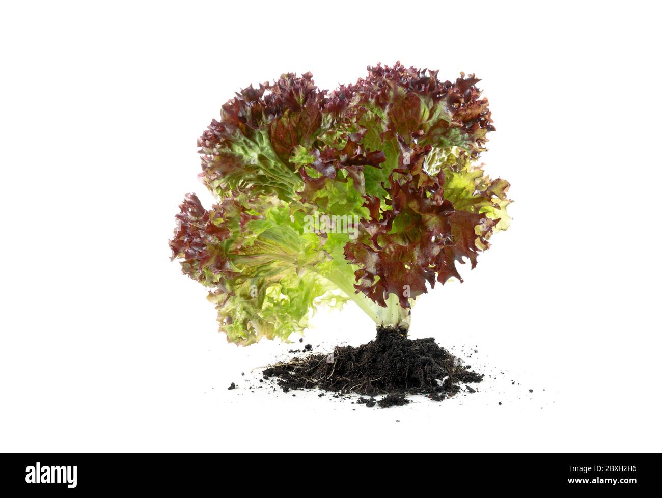 Frisch geernteter Lollo Rosso Salat mit Wurzeln isoliert auf weißem Hintergrund, Kopierraum, ausgewählter Fokus Stockfoto