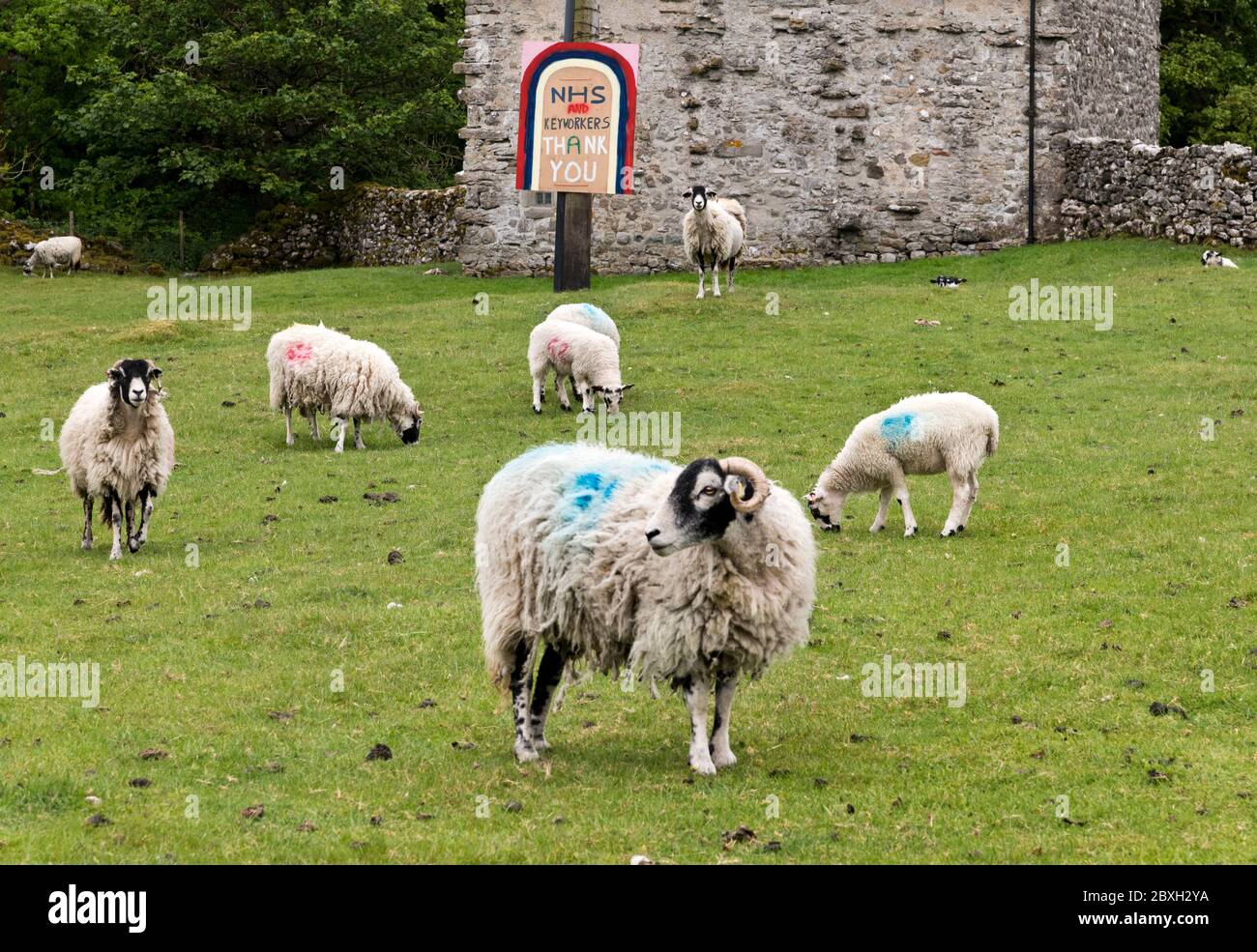 Schafe und Lämmer grasen vor einem Schild mit dem Namen „Danke NHS Key Workers“, Littondale, Yorkshire Dales National Park, Großbritannien Stockfoto
