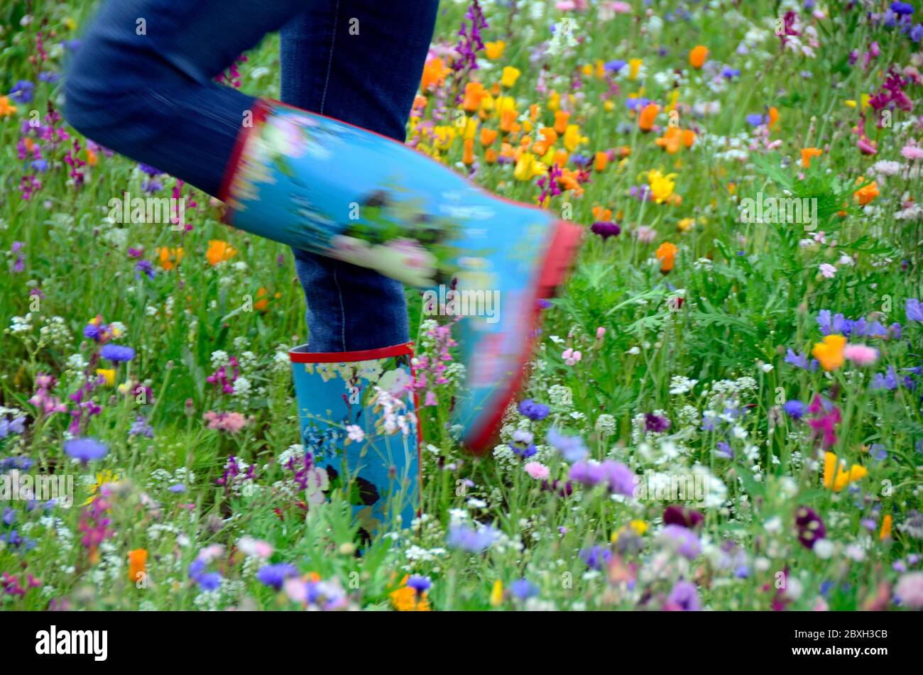 Ich und meine Gummistiefel in einem Blumenfeld Stockfotografie - Alamy