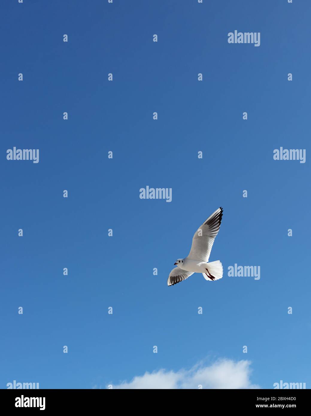 Schöne Meermöwen auf blauem Himmel. Selektiver Fokus. Stockfoto