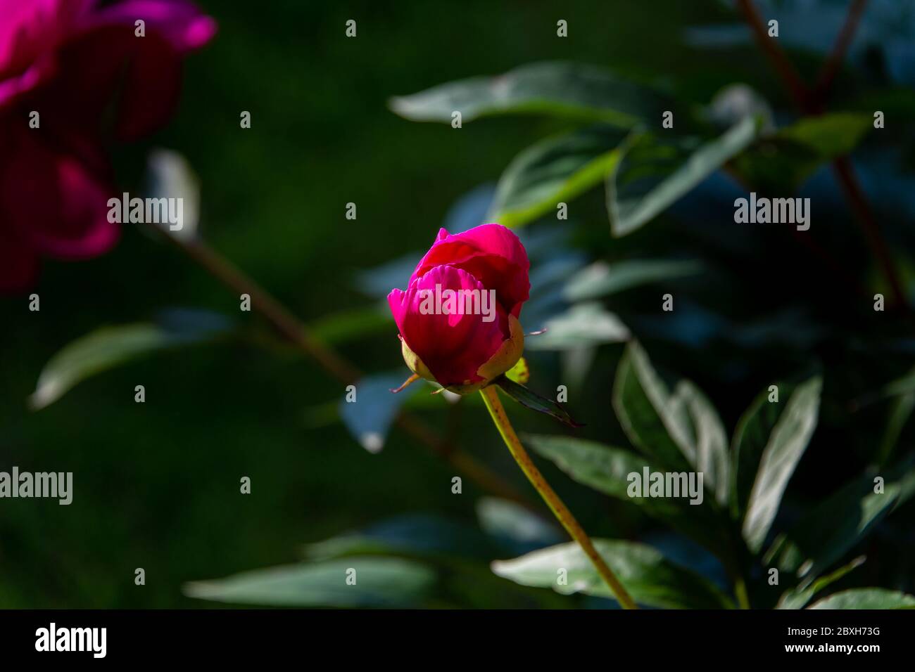 Sonnenlicht hebt eine Pfingstrosenblüte hervor, während sie in Ankeny, Iowa, zu öffnen beginnt. Stockfoto