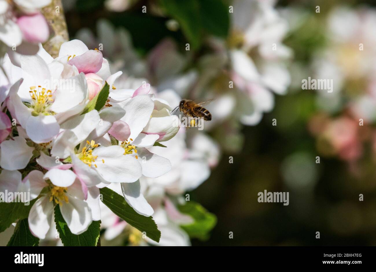 Honigbiene auf Apfelblüte apis melifera melifera Stockfoto