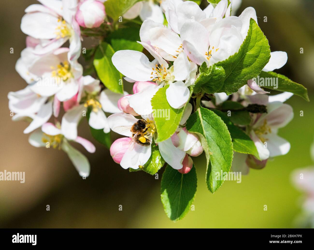 Honigbiene auf Apfelblüte apis melifera melifera Stockfoto