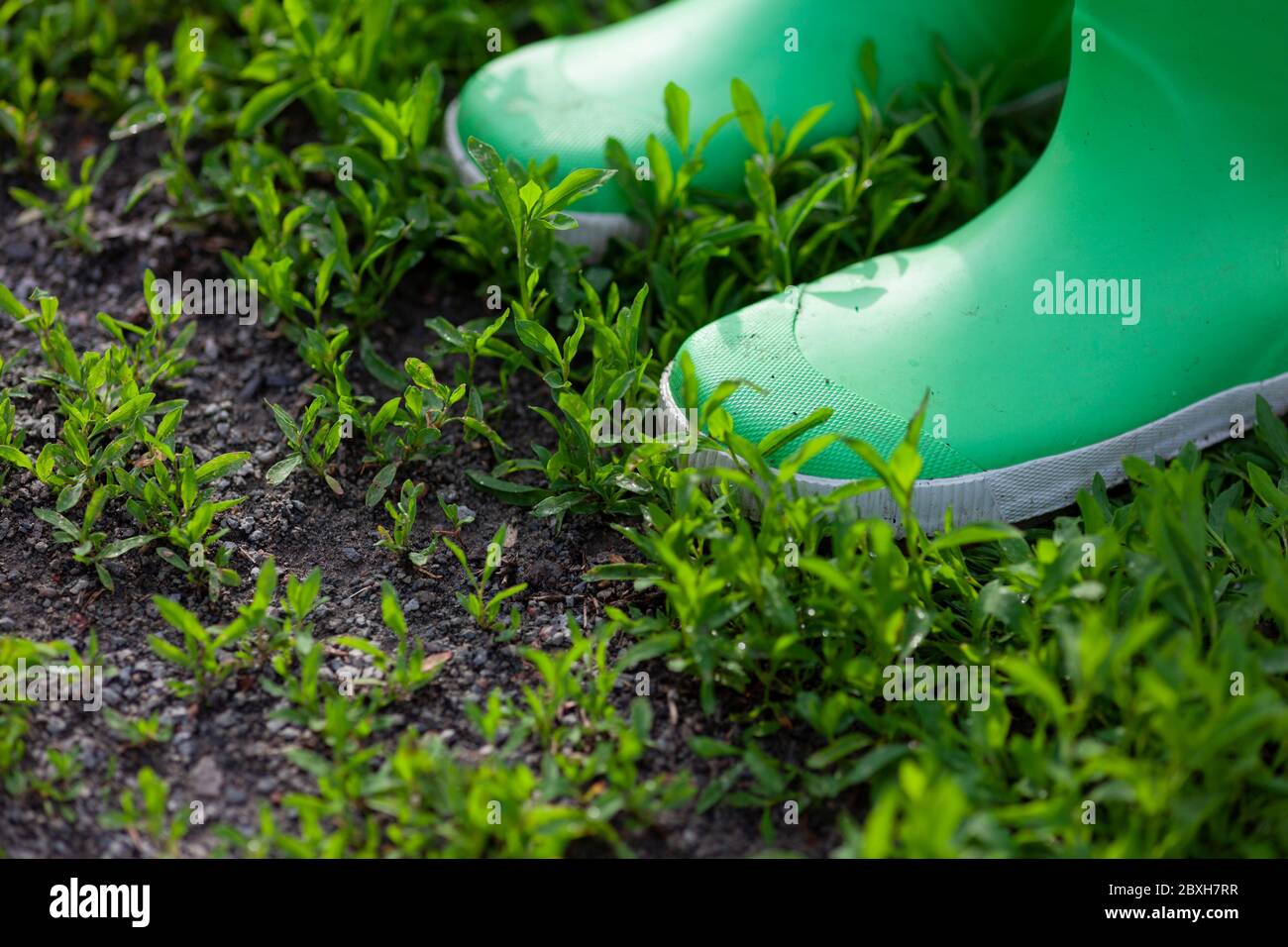 Person in Stiefeln auf grünem Gras stehend. Nahaufnahme. Stockfoto