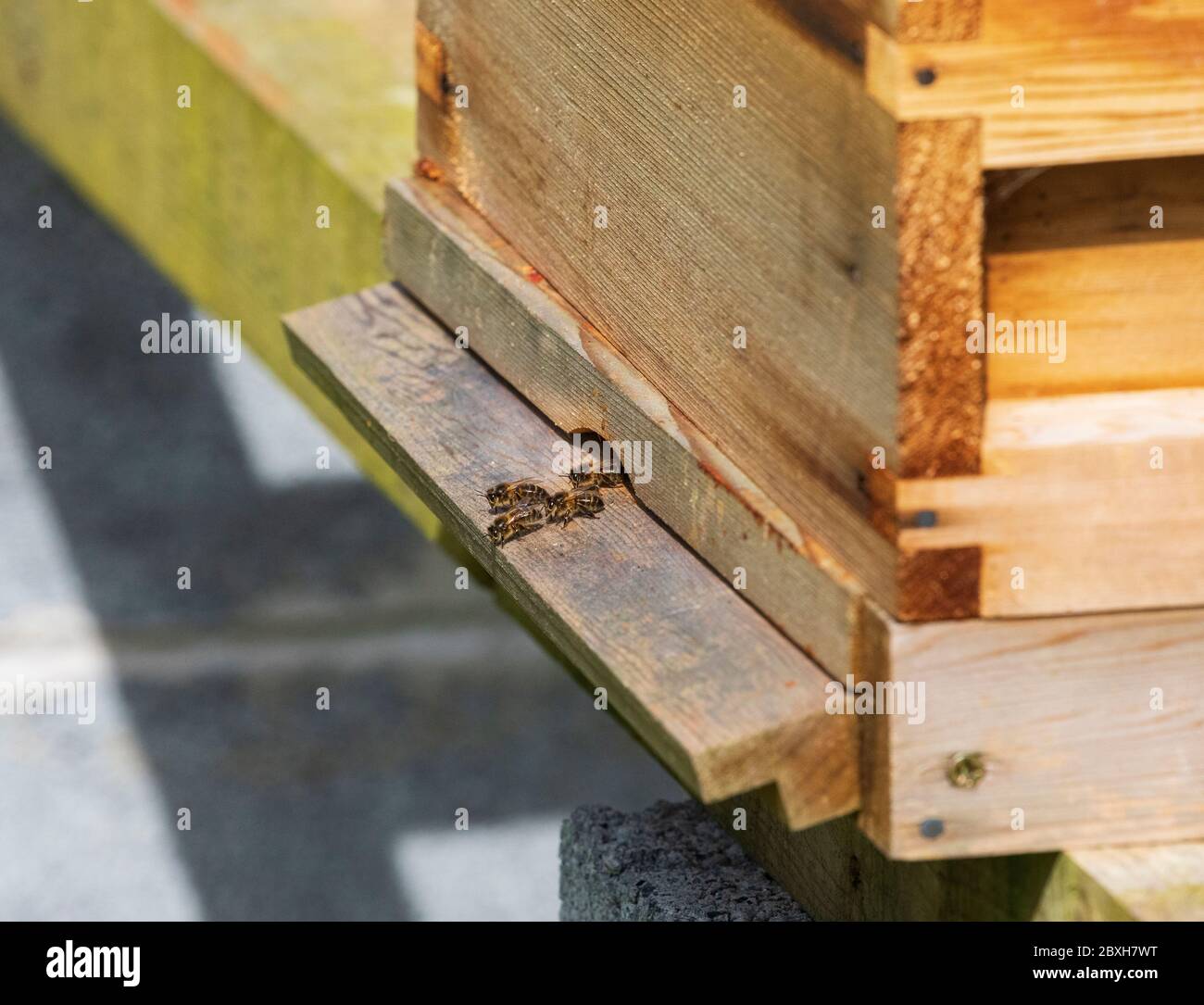 Honigbienen verlassen den Bienenstock Stockfoto