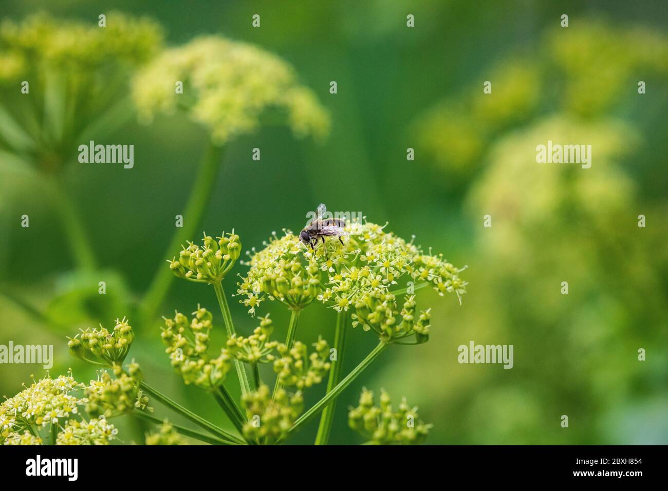 Hoverfly Stockfoto