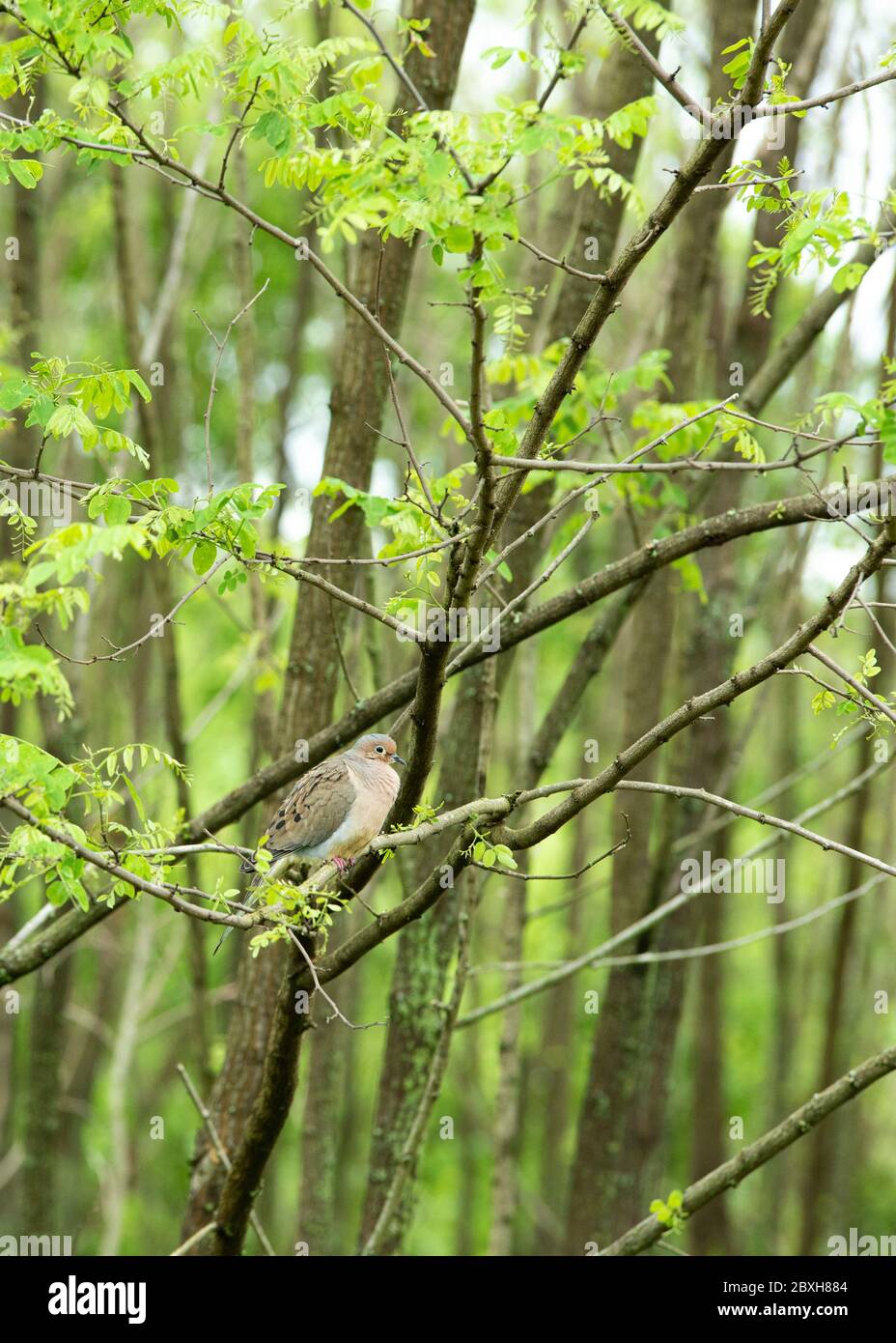 Eine einzelne Trauertaube thronte auf dem Ast eines Baumes. Stockfoto