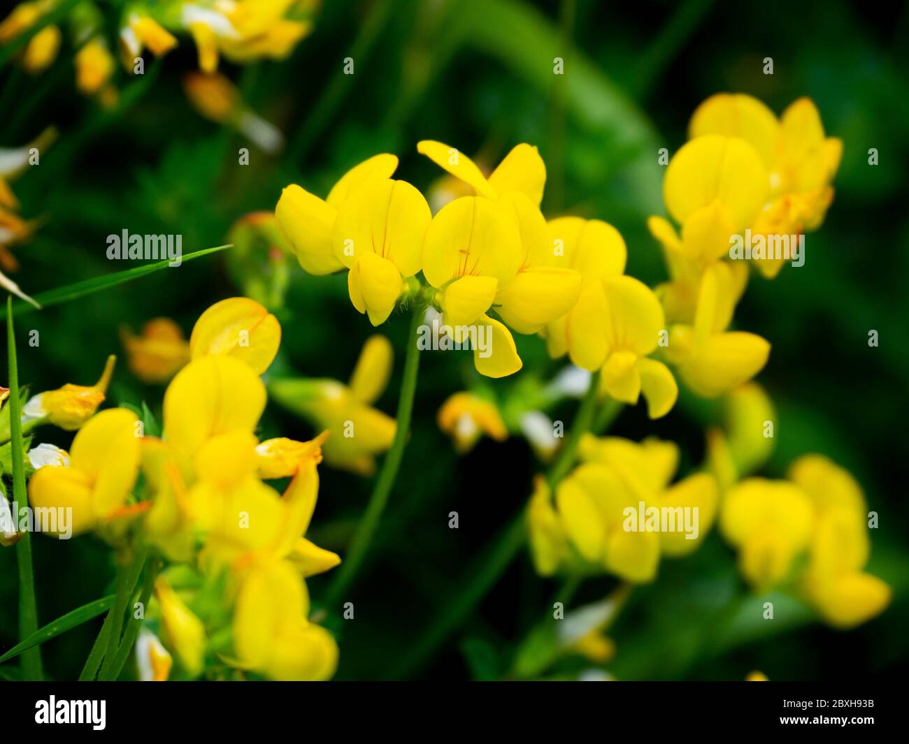 Gewöhnlicher, Vogel-Fuß-Baumläufer (Lotus corniculatus) entlang des South West Coast Path von Morte Point nach Bull Point, North Devon, Großbritannien Stockfoto