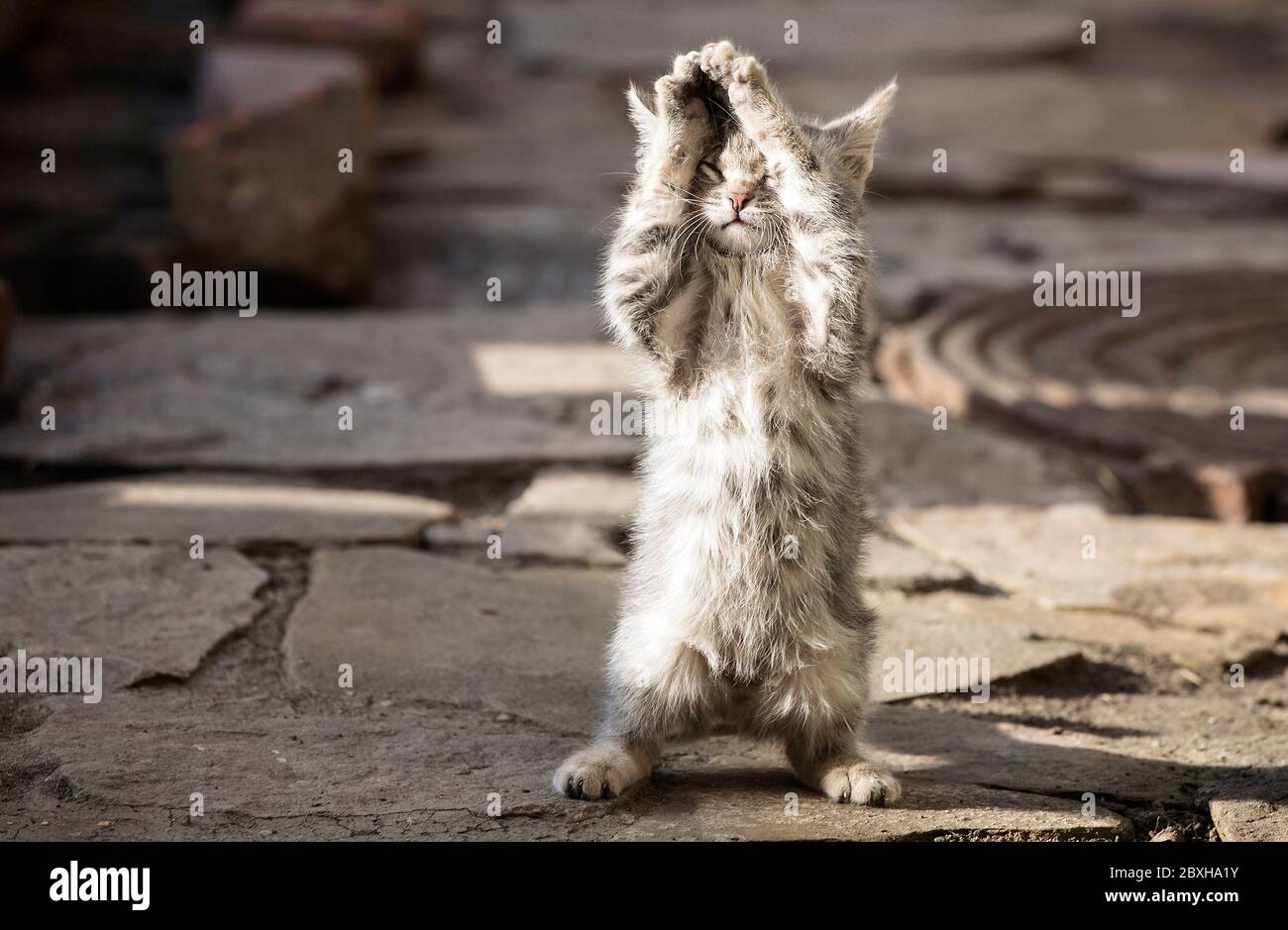 Marienkäfer sitzt auf einem Blatt an einem sonnigen Sommertag Stockfoto