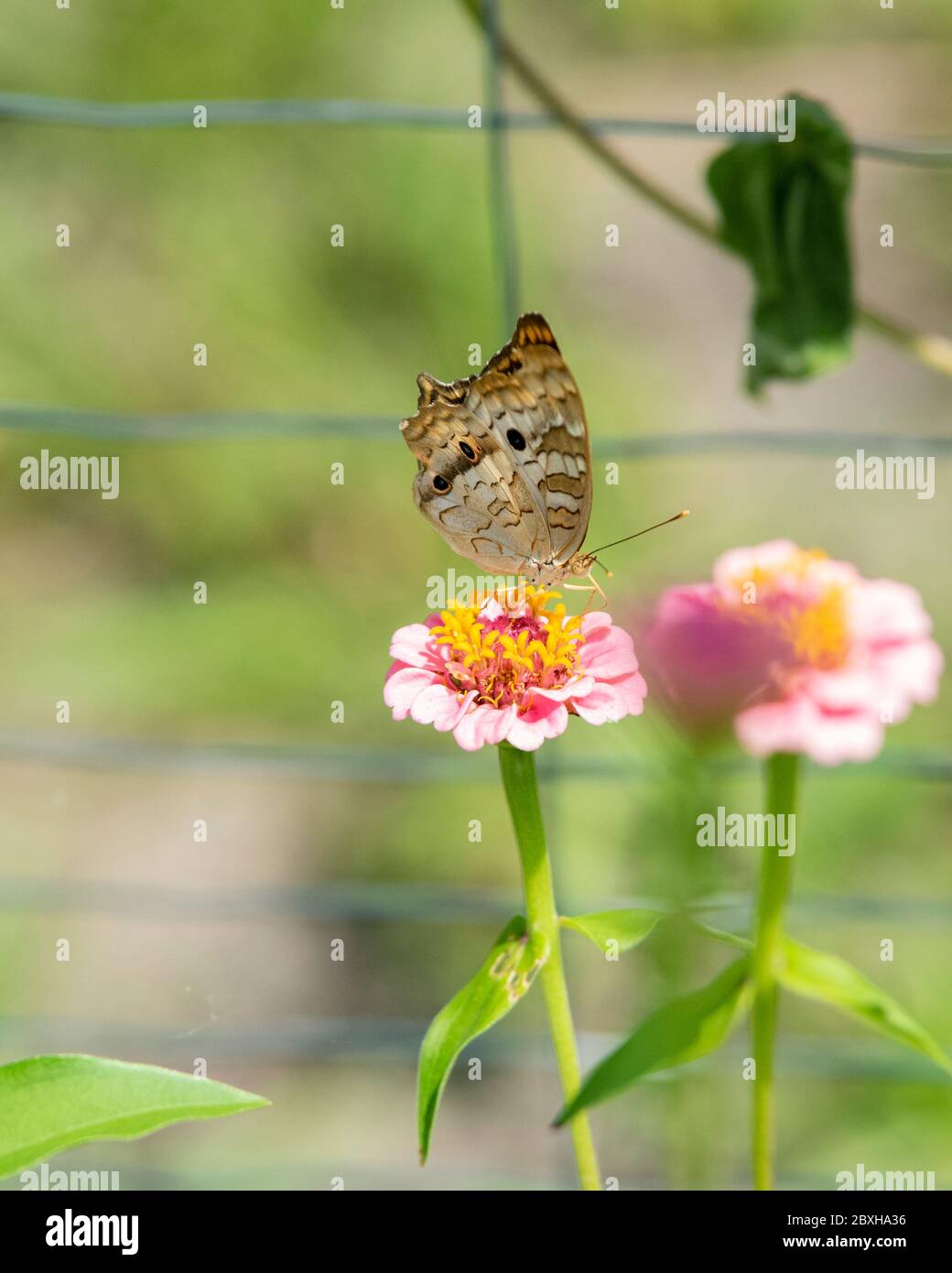 Ein weißer Pfauenschmetterling auf einer Zinnienenblume. Stockfoto