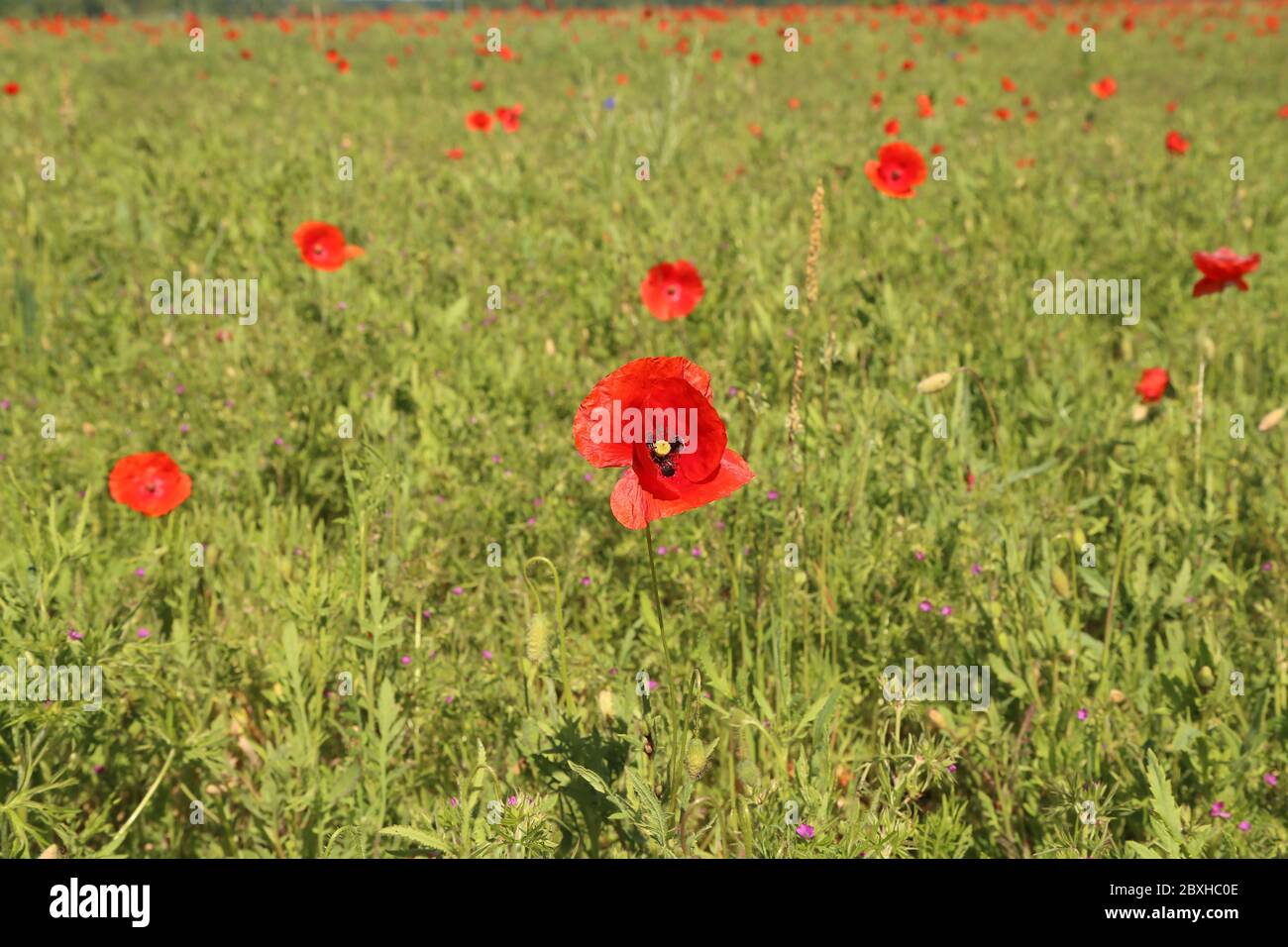 Schöne wilde Mohn Blume in der Wiese Stockfoto