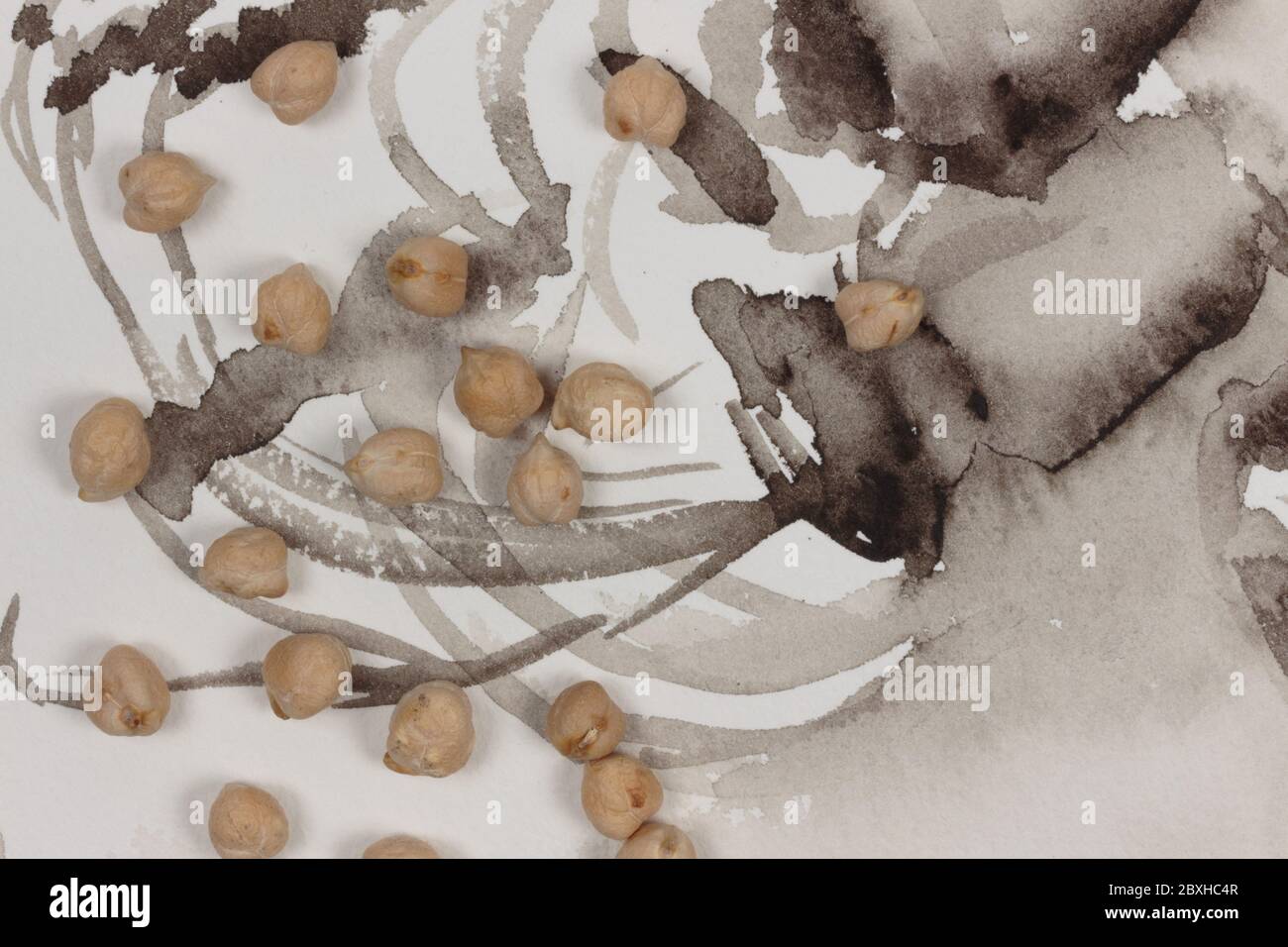 Verstreute, trockene Garbanzo-Bohnen oder Kichererbsen auf abstraktem, braunem Sepia-Tuschehintergrund mit Kopierraum Stockfoto