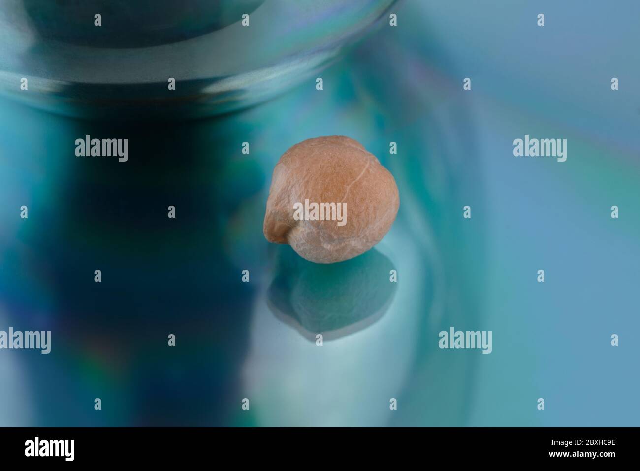 Eine einzelne, trockene Garbanzobohne oder Kichererbsen auf einem abstrakten blauen, irrenden Hintergrund, aufgenommen mit einem Makroobjektiv Stockfoto