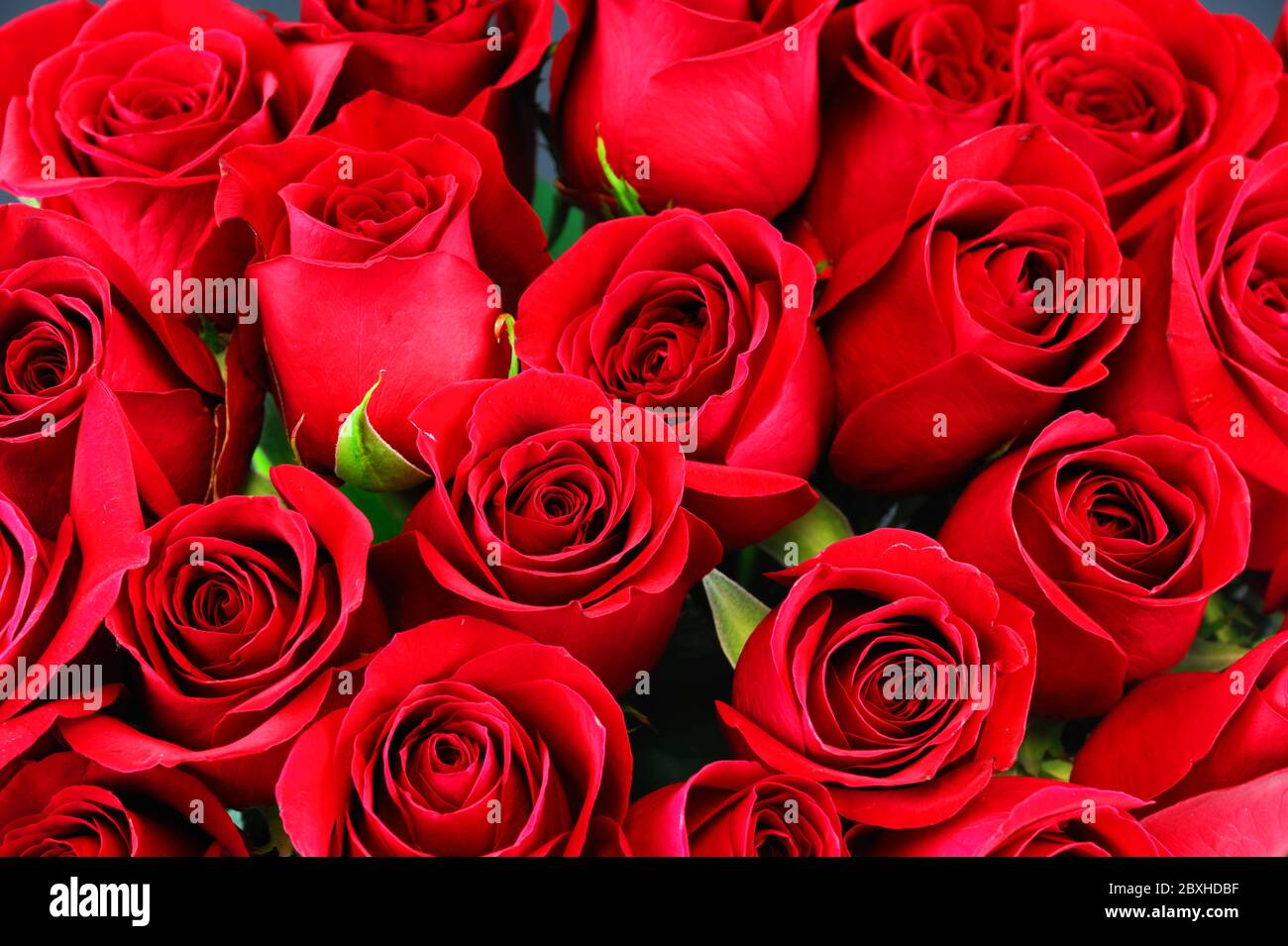 Frische rote Rosen in einem Bouquet als Hintergrund Stockfoto