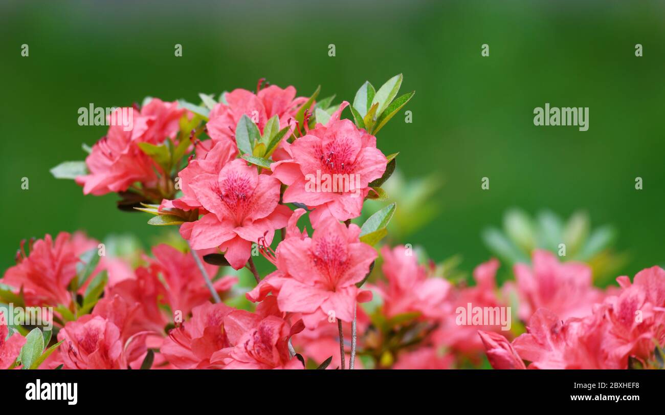 Nahaufnahme des blühenden lila Rhododendrons im Frühling Stockfoto