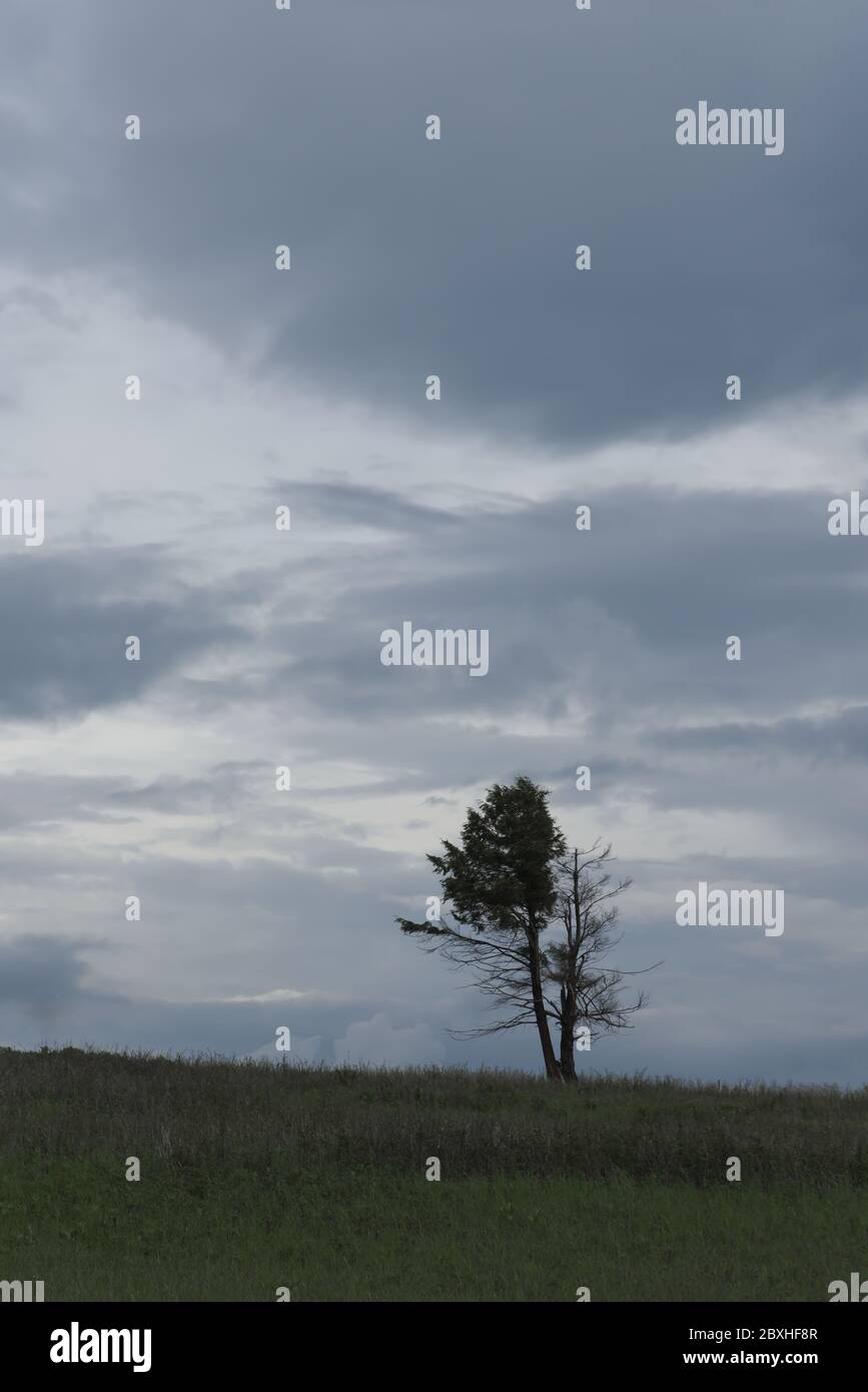 Ein einsamer Baum steht in der Dämmerung auf einem grasbewachsenen Hügel, der Einsamkeit und Standhaftigkeit darstellt, silhouettiert gegen einen blauen Himmel. Stockfoto