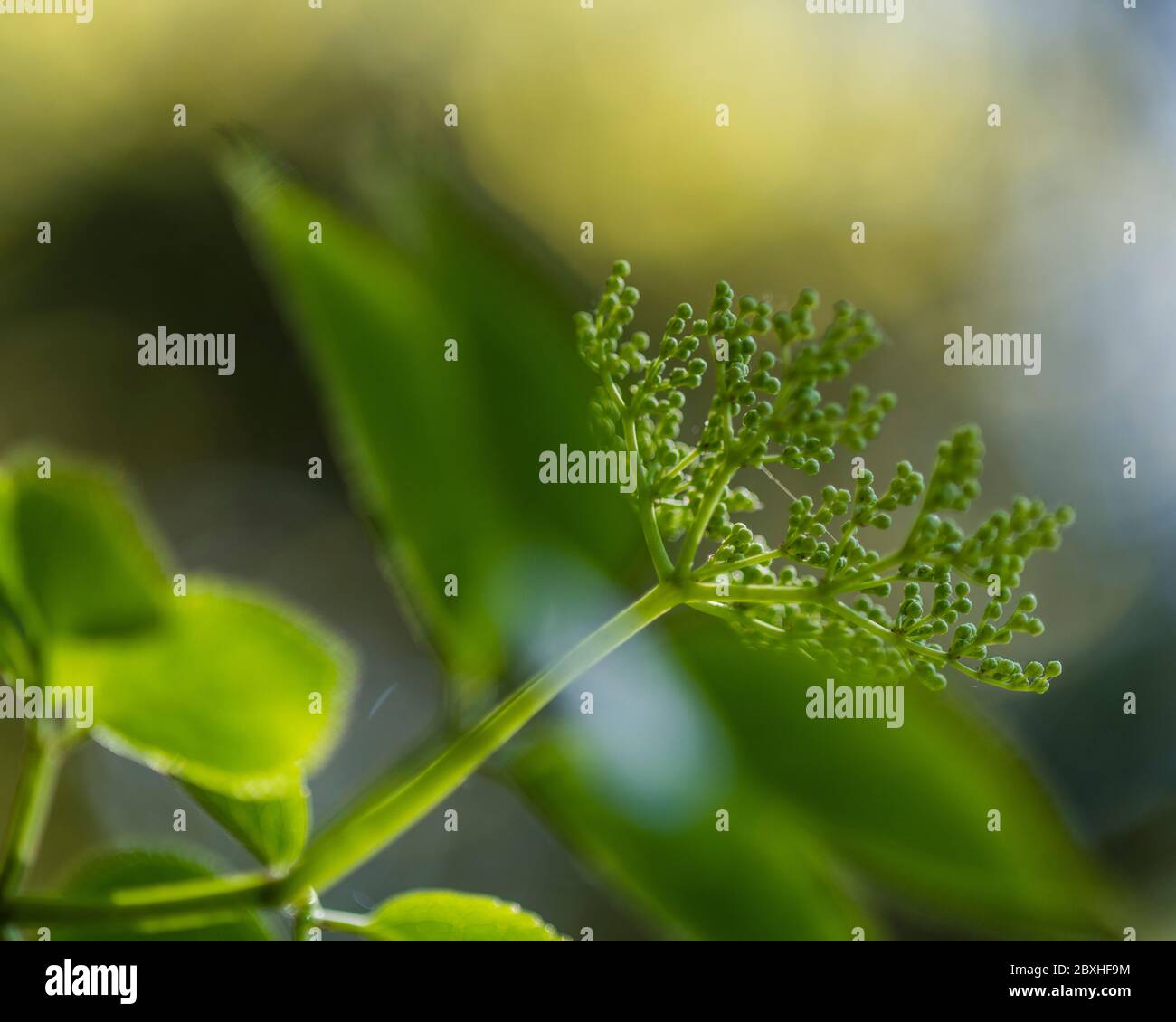 Holunder in Blüte, blühender Holunder, Blumen auf Holunder, blühender Holunder Stockfoto