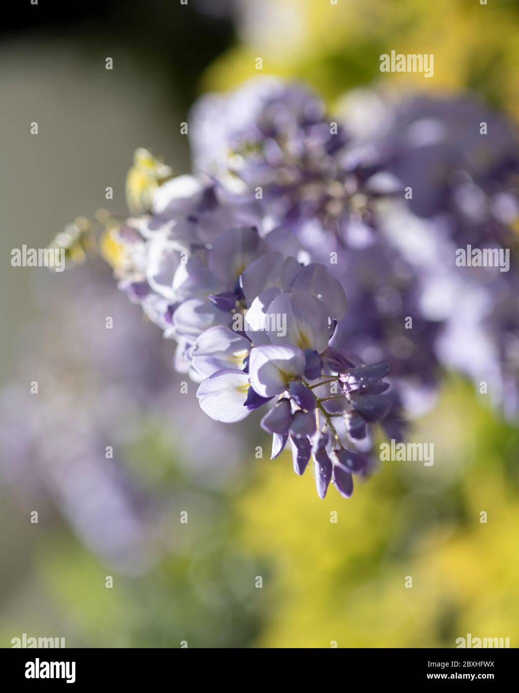 Wysteria in Blüte, Wisteria, lila Wisteria Blüte, Wisteria Blumen in Blüte Stockfoto