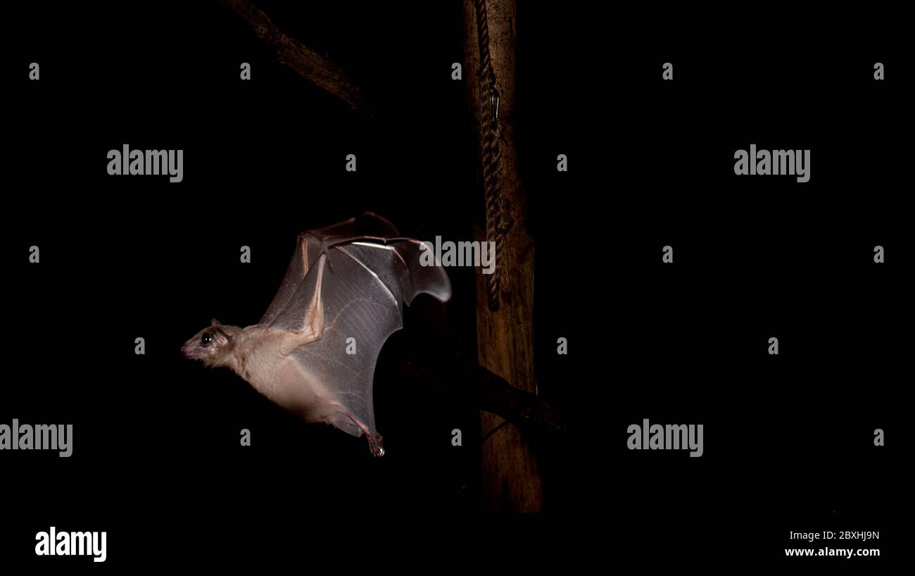 Obst Fledermäuse essen und fliegen Stockfoto