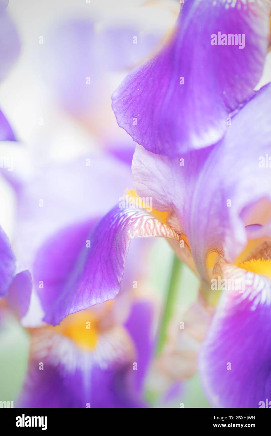 Purple Iris mit großer Blende für einen verträumten Look Stockfoto