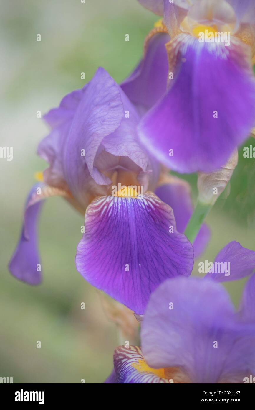 Purple Iris mit großer Blende für einen verträumten Look Stockfoto