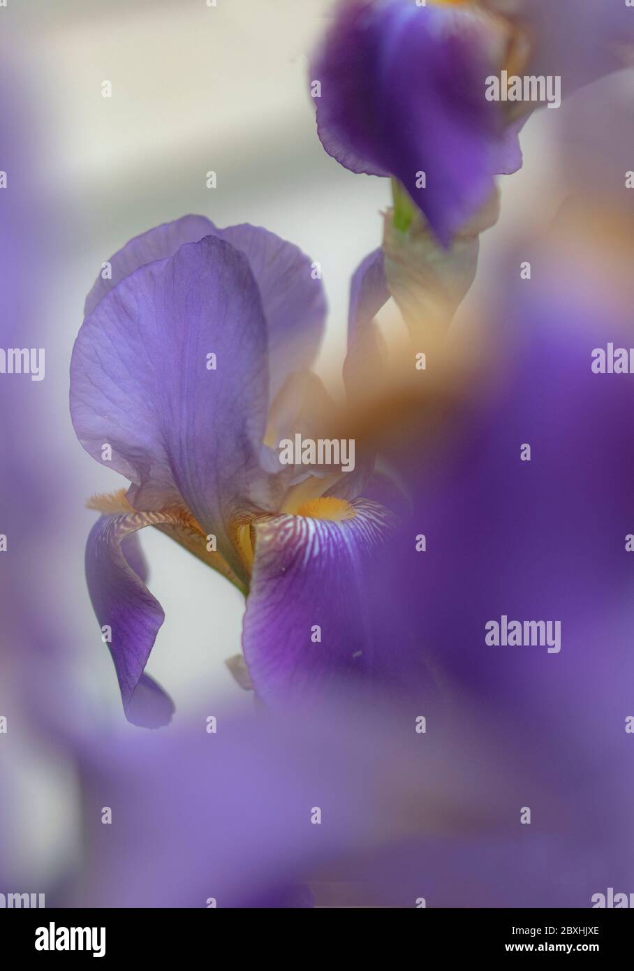 Purple Iris mit großer Blende für einen verträumten Look Stockfoto