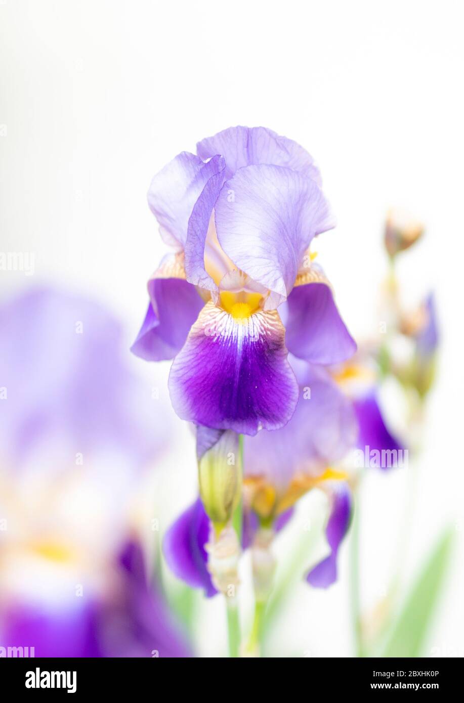 Purple Iris mit großer Blende für einen verträumten Look Stockfoto
