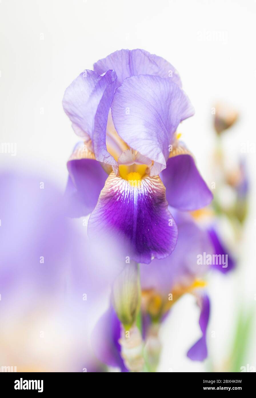 Purple Iris mit großer Blende für einen verträumten Look Stockfoto