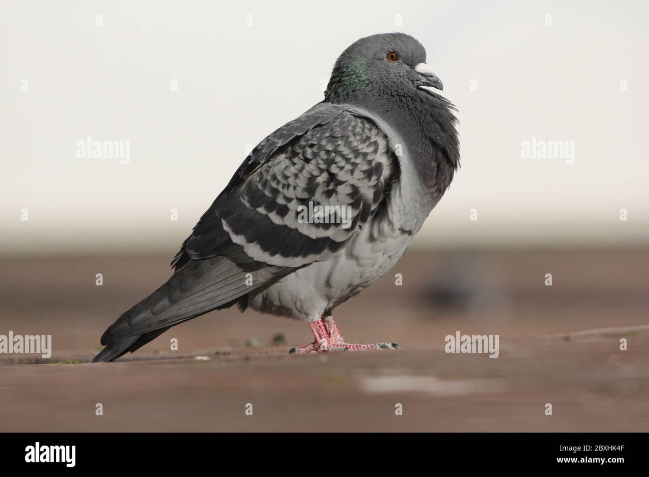 Feral Pigeon (Columba livia domestica) - Rock Dove - in leerer Poole High Street wegen Corona-Virus und Sperre Stockfoto